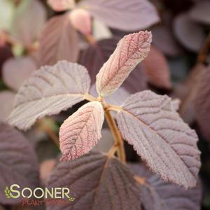 SHASTA VIBURNUM