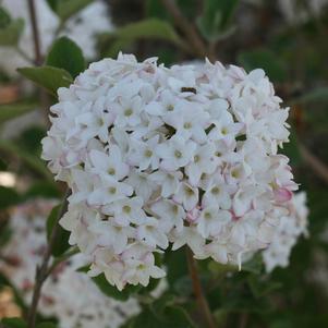 Viburnum carlesii 'SMVCB'