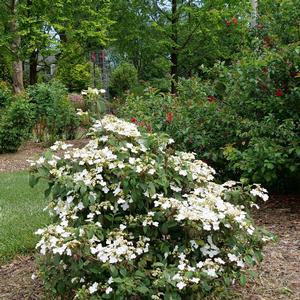 STEADY EDDY® DOUBLEFILE VIBURNUM