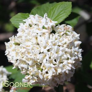 Viburnum carlesii 'Korean Spice'