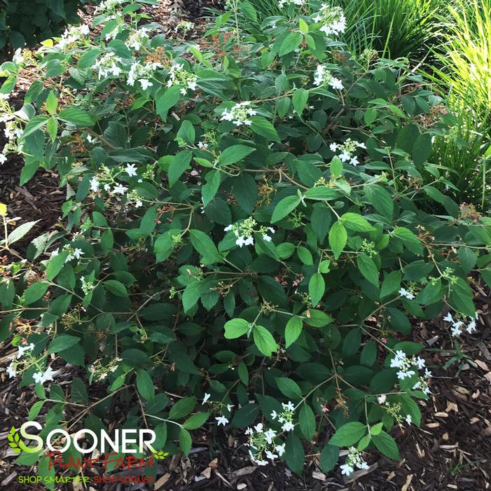 SUMMER SNOWFLAKE DOUBLEFILE VIBURNUM