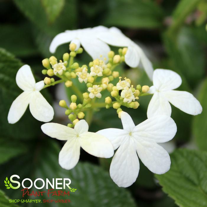 SUMMER SNOWFLAKE DOUBLEFILE VIBURNUM