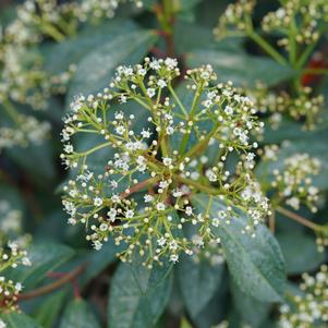 Viburnum x 'NCVX3'