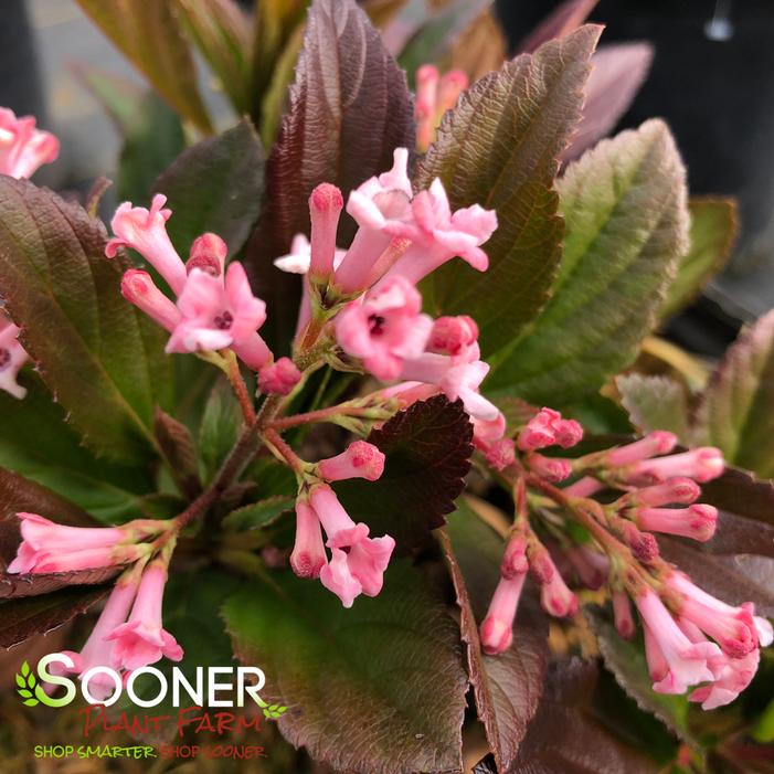 SWEET TALKER® VIBURNUM