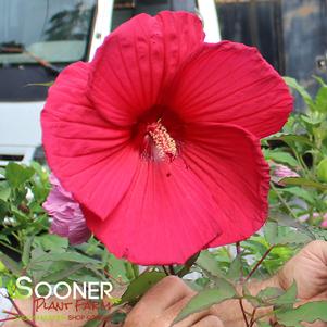 Hibiscus x moscheutos 'Torchy'