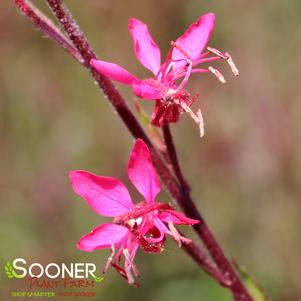 Gaura lindheimeri 'KLEAU04263'