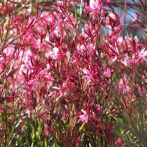 Gaura lindheimeri 'Crimson Butterflies'