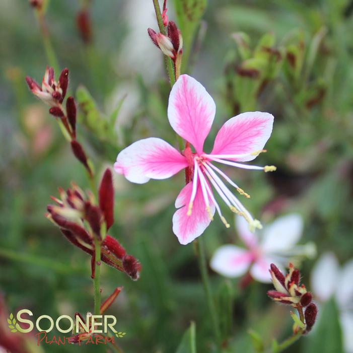 SISKIYOU PINK WAND FLOWER