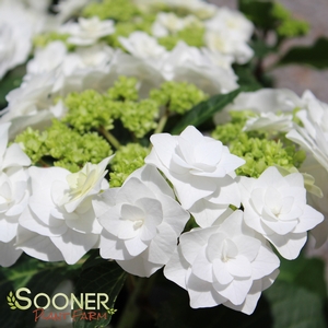 WEDDING GOWN™ HYDRANGEA