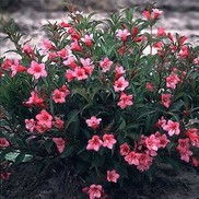 RUMBA WEIGELA