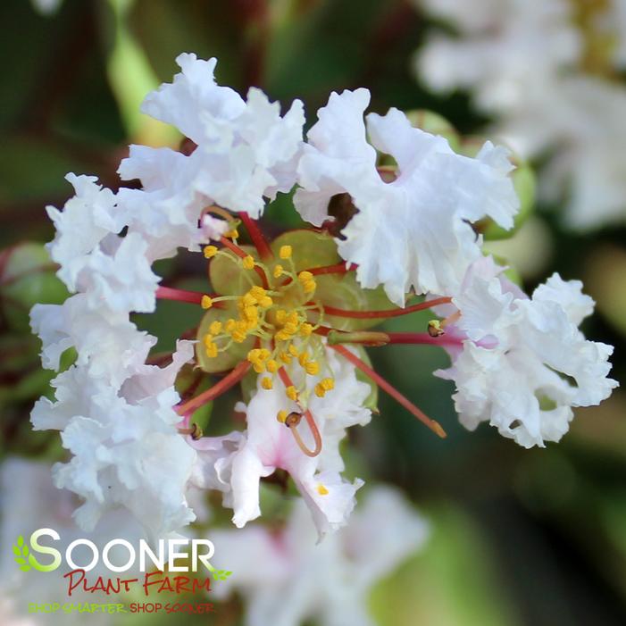 BURGUNDY COTTON® CRAPEMYRTLE