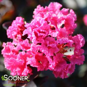 DOUBLE DYNAMITE® CRAPEMYRTLE