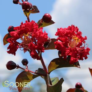 DYNAMITE® CRAPEMYRTLE