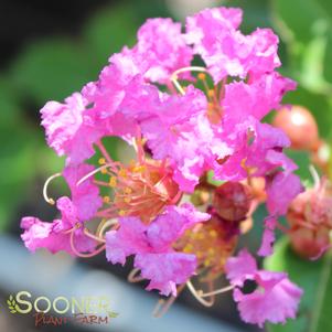 Lagerstroemia x fauriei 'Zuni'