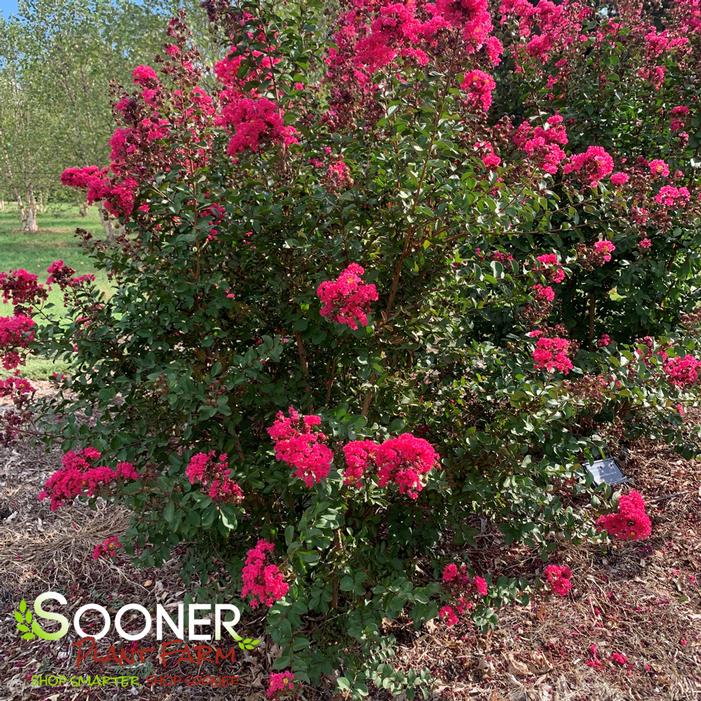 PINK VELOUR® CRAPEMYRTLE