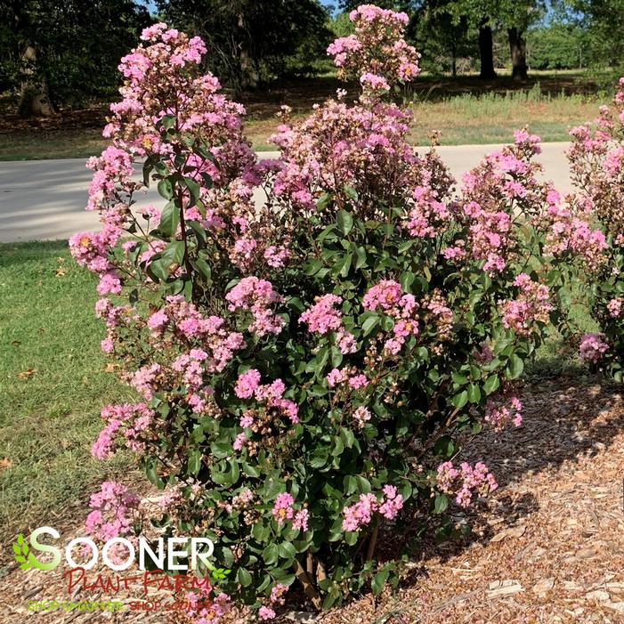 RHAPSODY IN PINK® CRAPEMYRTLE