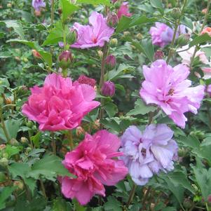 Hibiscus syriacus 'Grefwd'