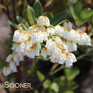 Pieris japonica 'Greprs'