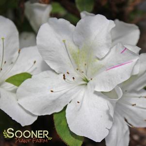 Rhododendron azalea x 'Roblex'