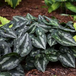 Asarum splendens ''