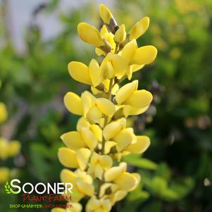 Baptisia x 'Lemon Meringue'