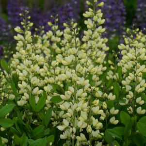 Baptisia x 'Vanilla Cream'