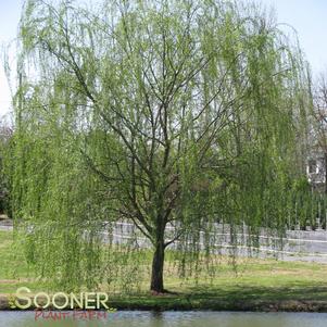 Salix x blanda 'Wisconsin'