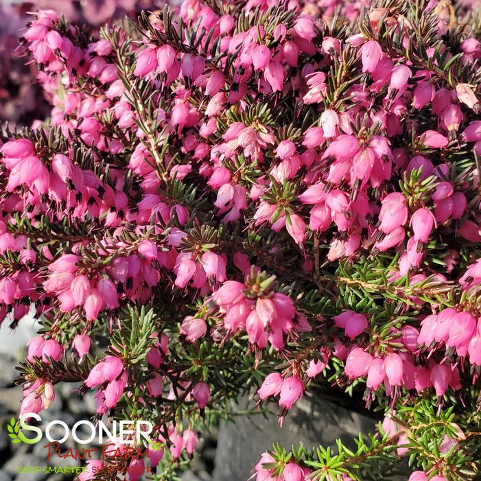 KRAMER'S RED WINTER HEATH