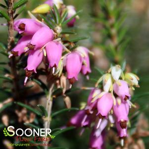 Erica carnea 'Pirbright Rose'