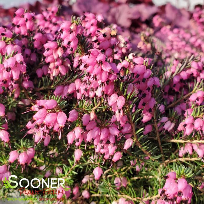 KRAMER'S RED WINTER HEATH