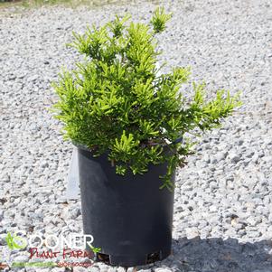 Calluna vulgaris 'Multicolor'