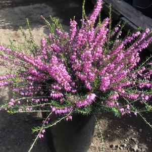 Erica x darlyensis 'Mediterranean Pink'