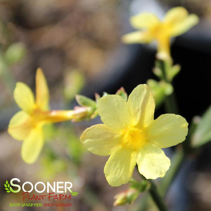 WINTER JASMINE