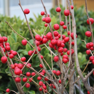 LITTLE GOBLIN® RED WINTERBERRY HOLLY