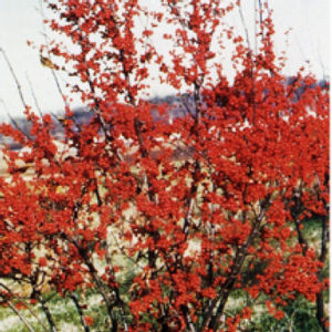 SPARKLEBERRY WINTERBERRY HOLLY