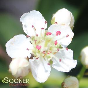 Aronia arbutifolia 'Brilliantissima'