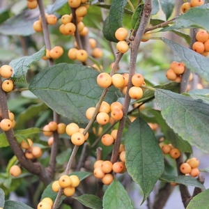 WINTER GOLD WINTERBERRY HOLLY