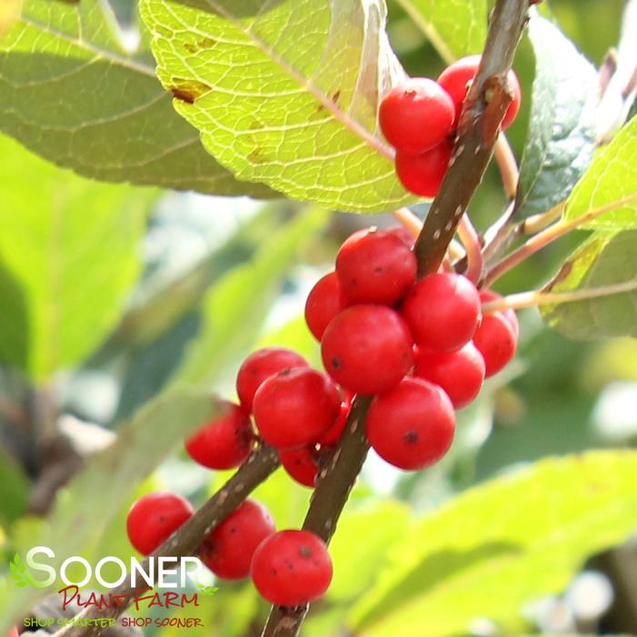 WINTER RED WINTERBERRY HOLLY