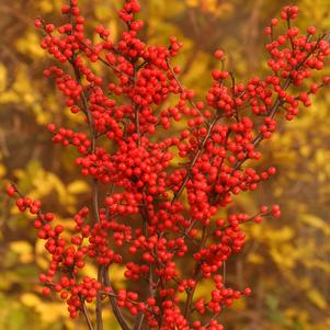 Ilex verticillata 'Spravy'