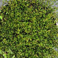 DWARF CREEPING WIRE VINE