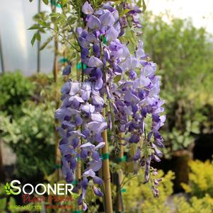 Wisteria sinensis 'Cooke's Special'