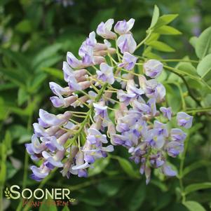 Wisteria macrostachya 'Blue Moon'