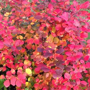 Fothergilla x intermedia 'ALICE'