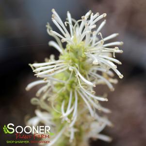 Fothergilla x intermedia 'NCFI1'