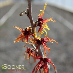 Hamamelis x intermedia 'Diane'