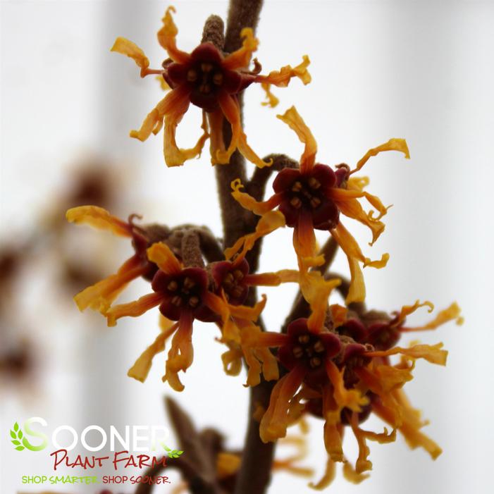 AMERICAN WITCH HAZEL