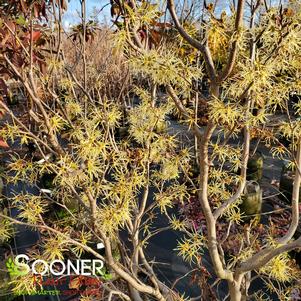 Hamamelis virginiana ''