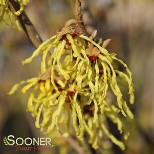 Hamamelis x intermedia 'Arnold's Promise'