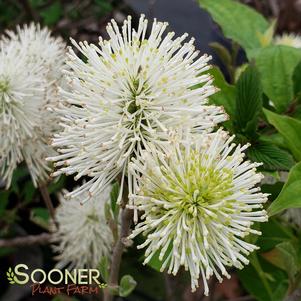 Fothergilla major 'Blue Shadow'