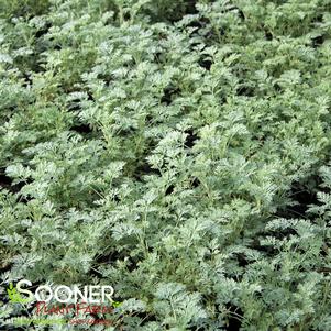 Artemisia arborescens 'Powis Castle'